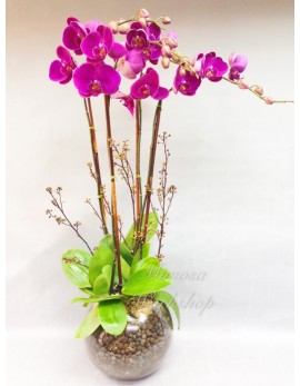 OR518 - 4菖紫色蝴蝶蘭及玻璃花盆